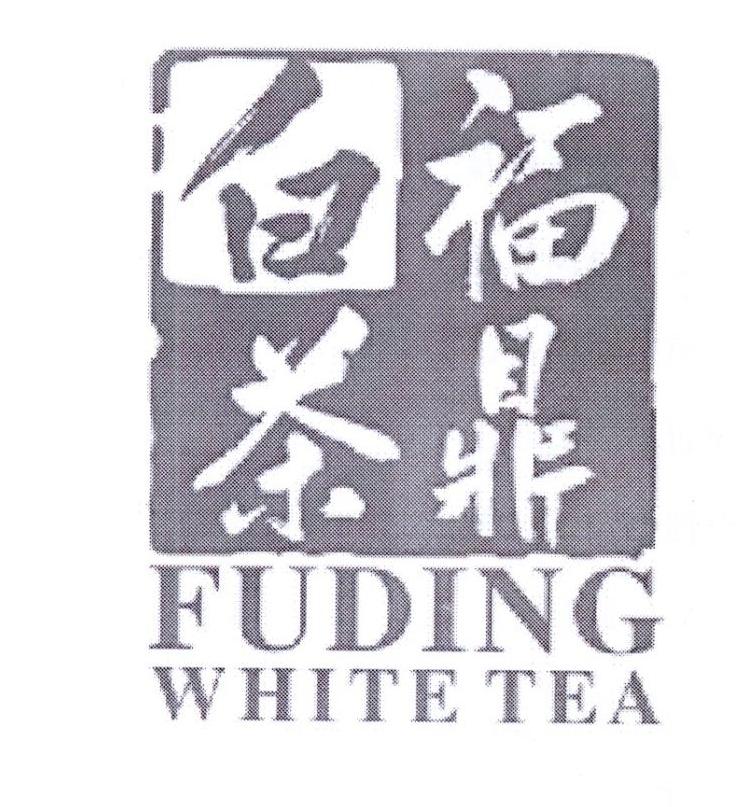 福鼎白茶 FUDING WHITE TEA