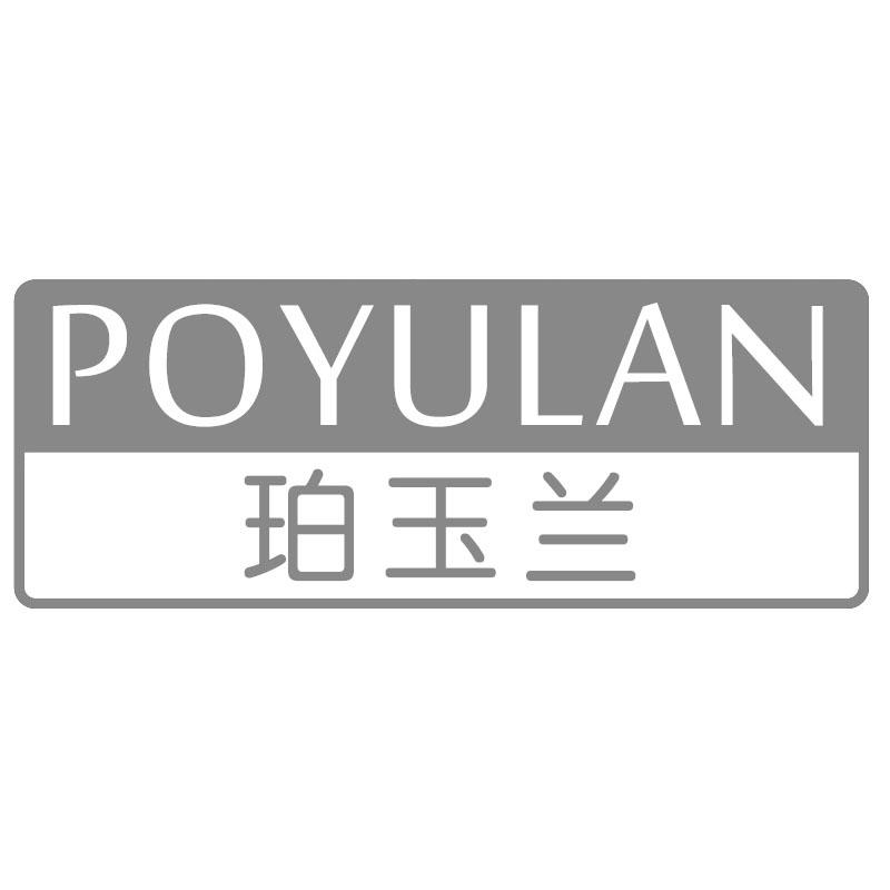 珀玉兰